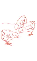 May - Chickies - Free Redwork Pattern